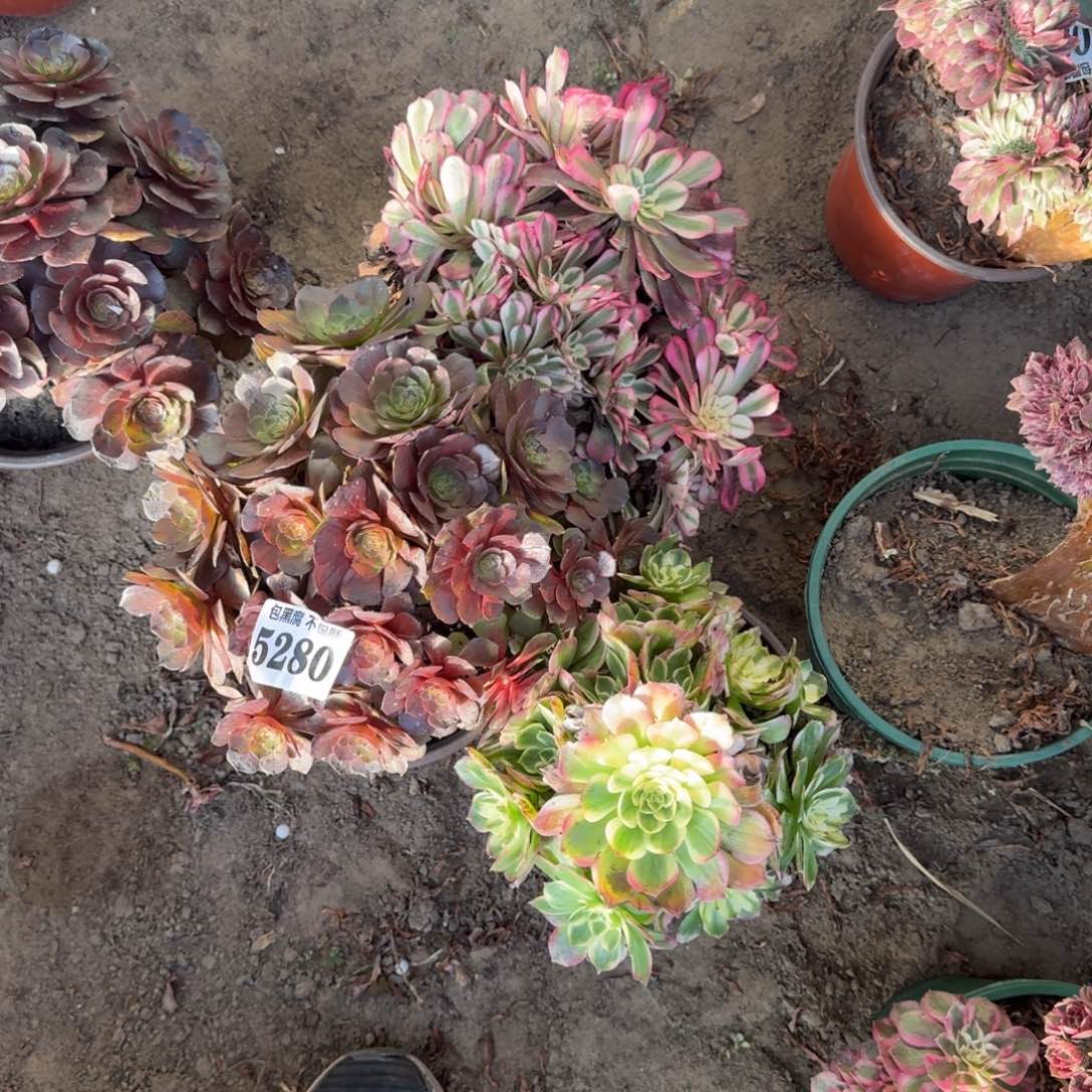 红铜白 海王 炽焰莲 5280 16-47