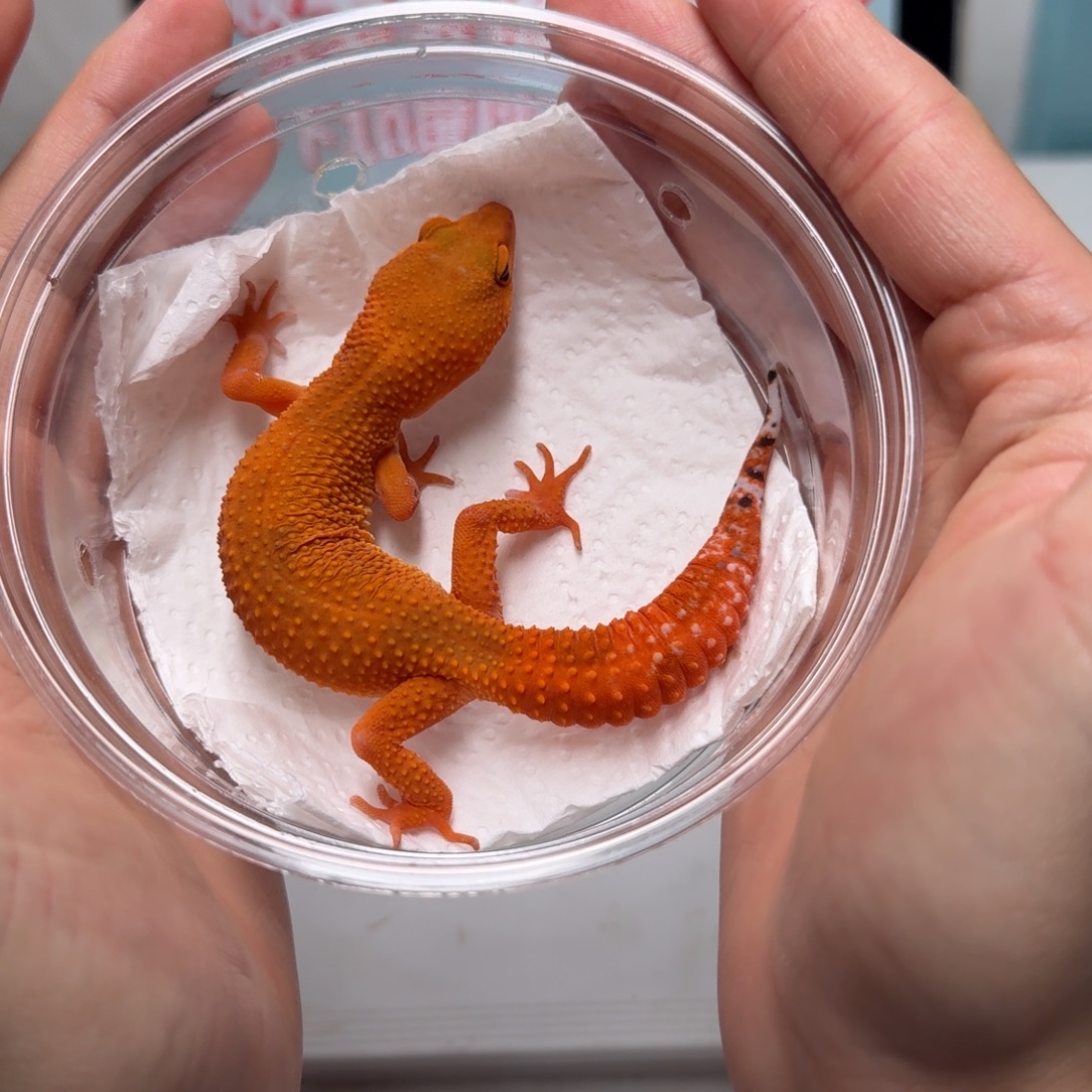 豹纹守宫满尾血蜜桔妹妹