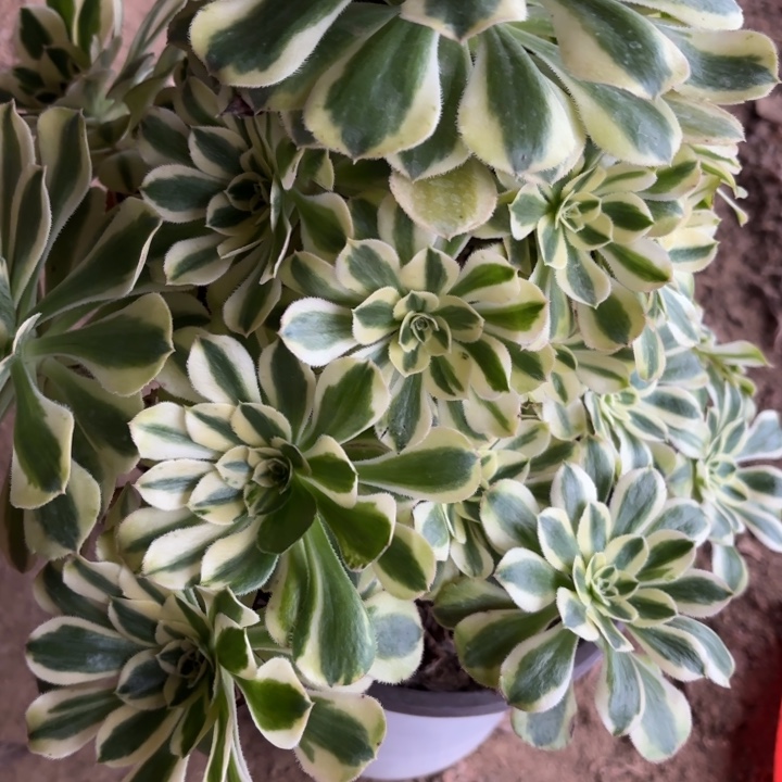 白兰地多肉法师不包损9