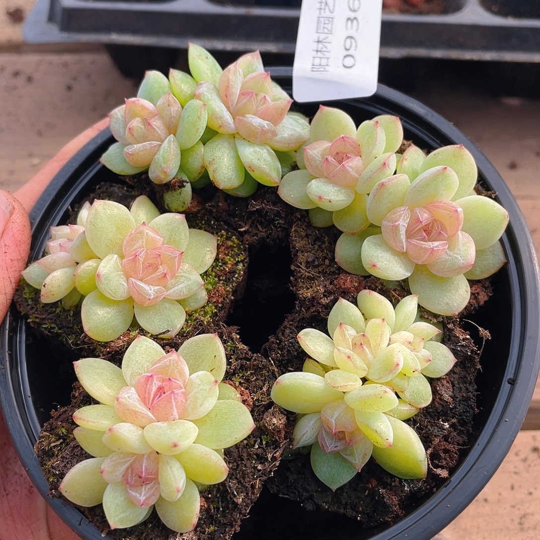 多肉植物多肉植物936