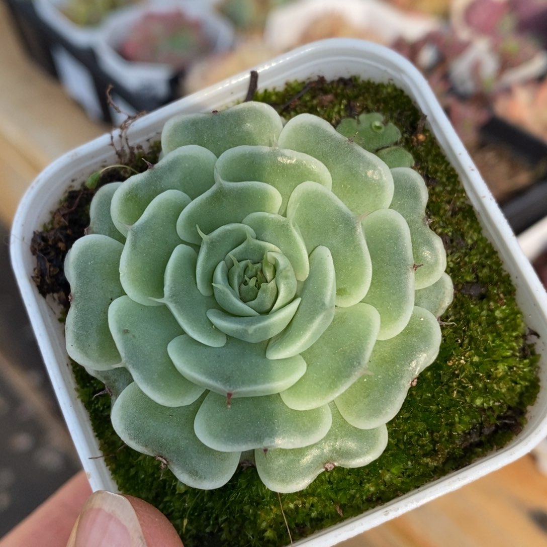 精品多肉一物． 一拍不包整100