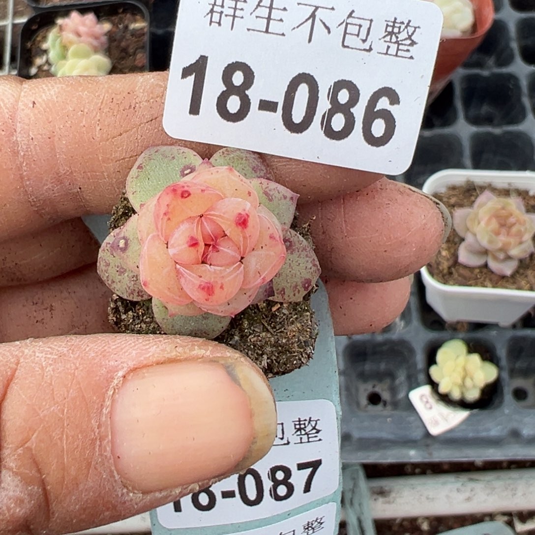 ?****萌小卡拉米糖心一物一拍18-86
