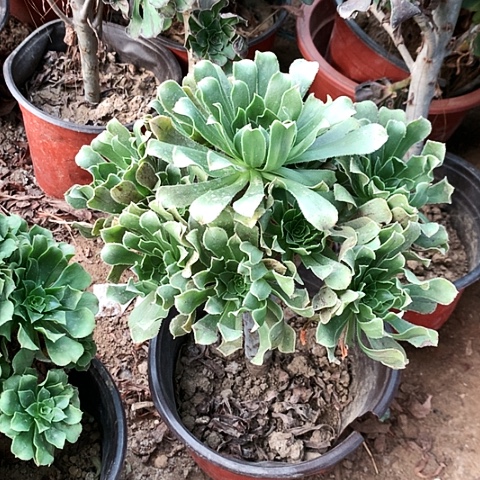 原绿玫瑰玫瑰玫瑰