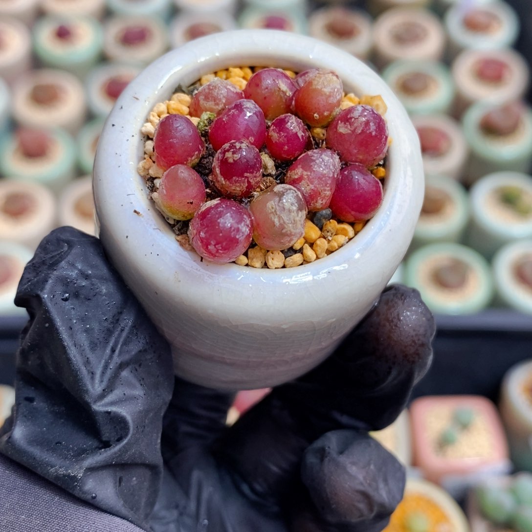 3652-一物一拍 带盆