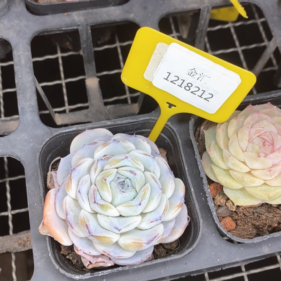 福利多多。1218212