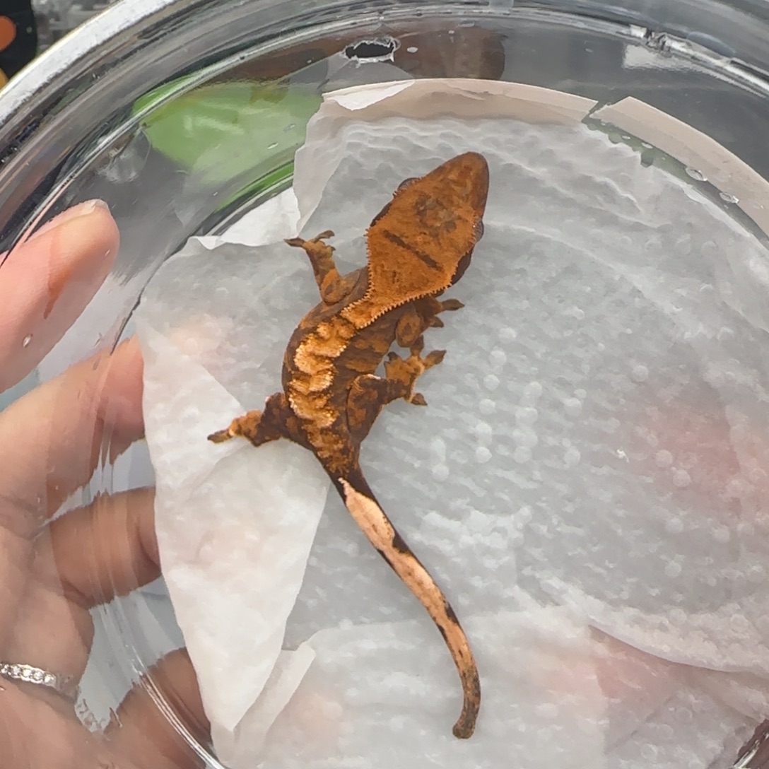 睫角守宫1号卡布子代宝宝宝宝宝宝