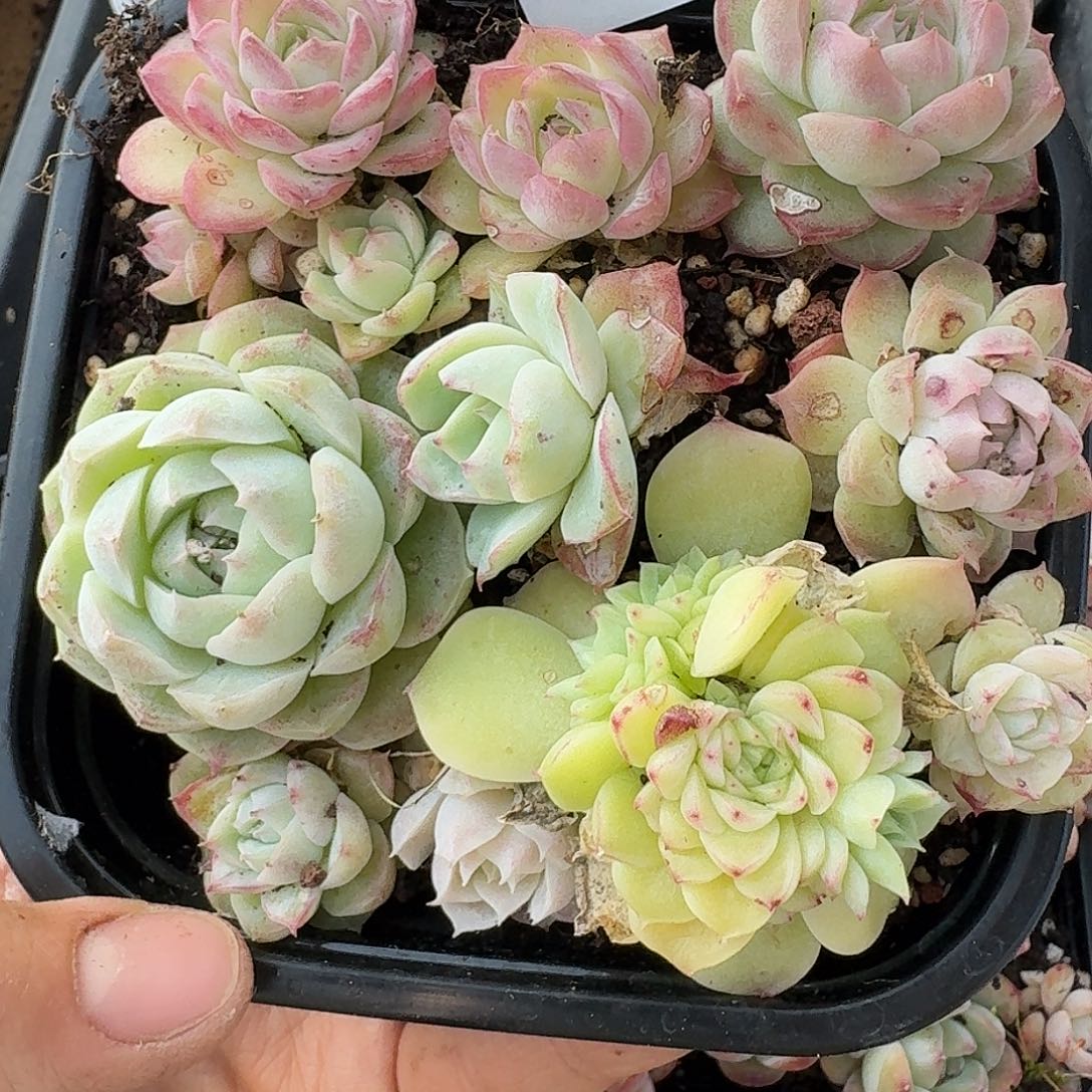 杂交新品珍妮多肉1310