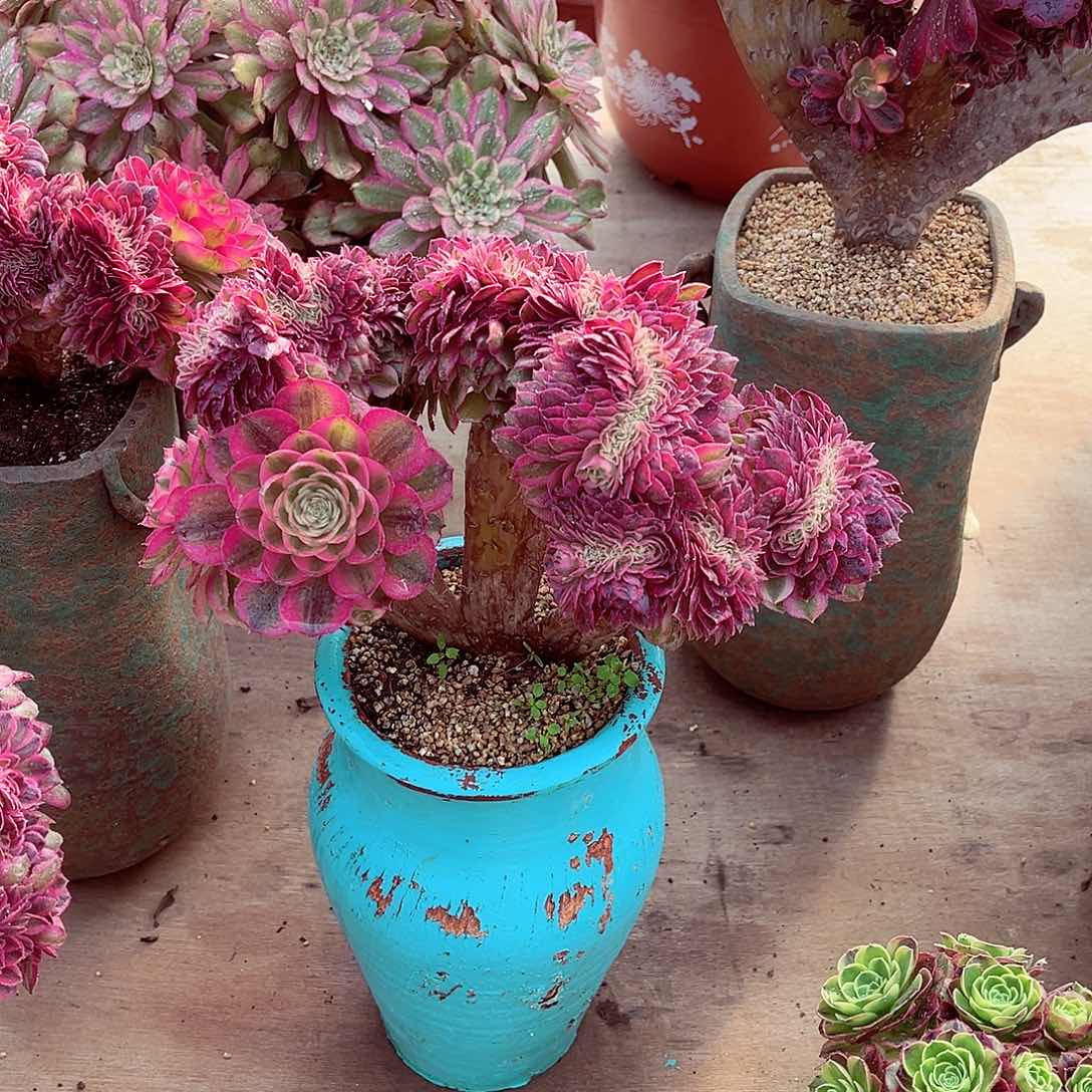 法师多肉植物f s
