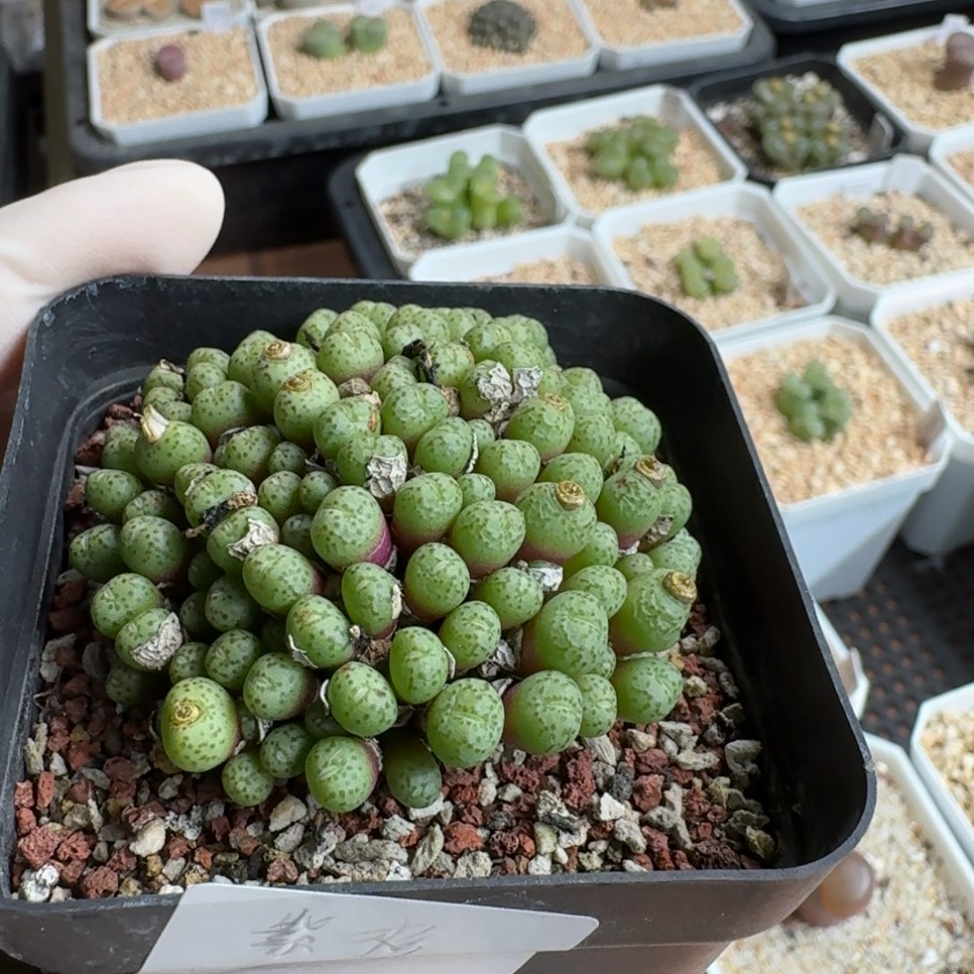 紫***y1225-032相思豆肉锥