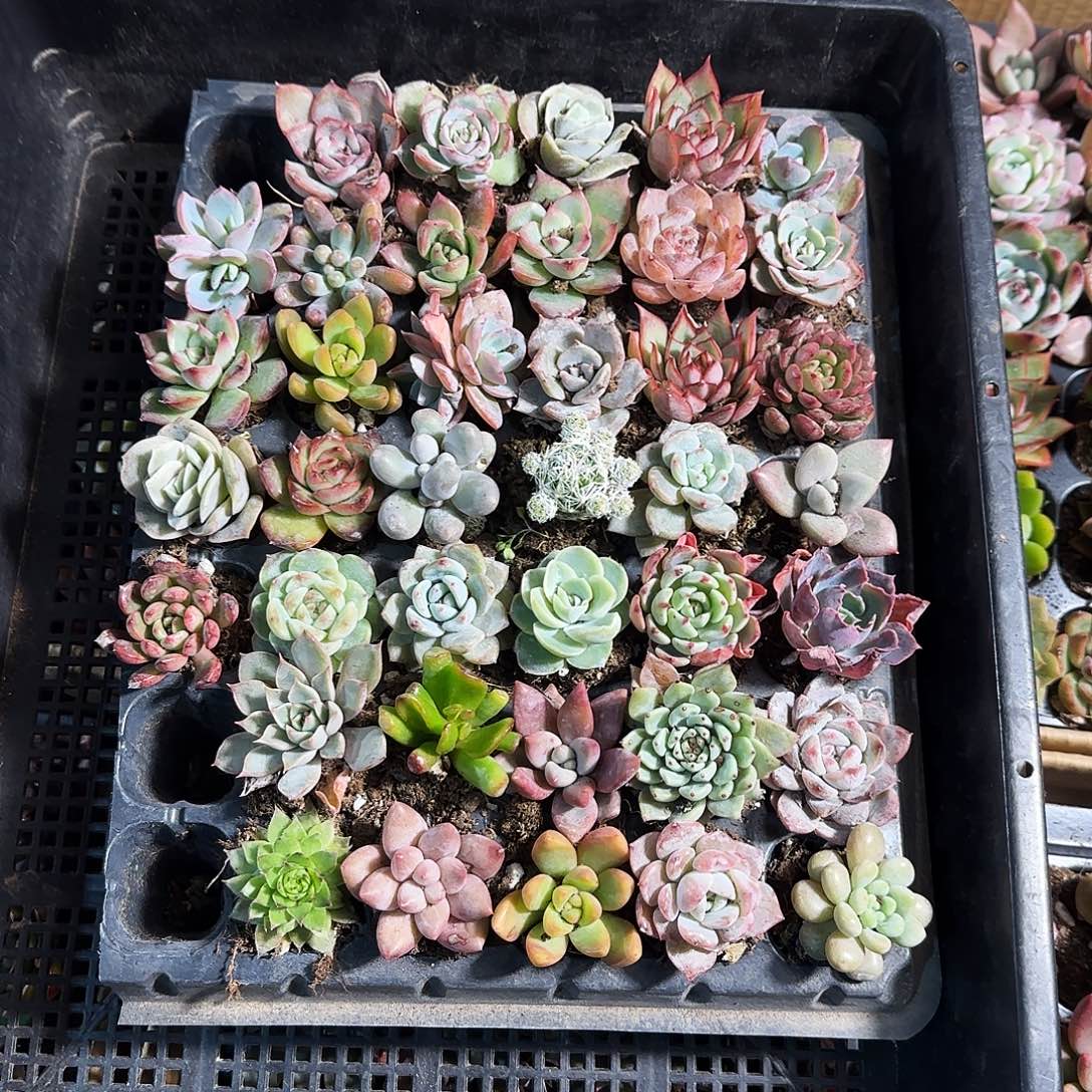30颗加10颗售后 30个品种左右2-4厘米