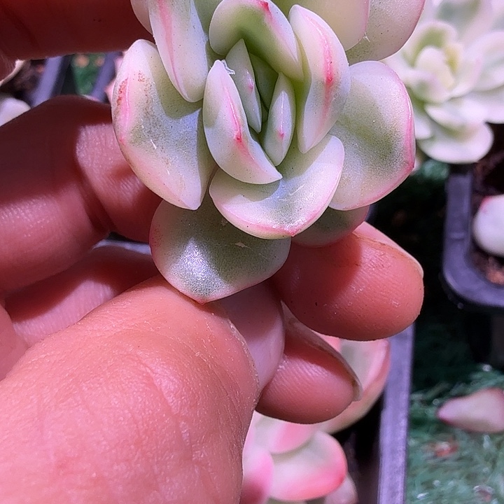 雨燕座锦多肉锦植物