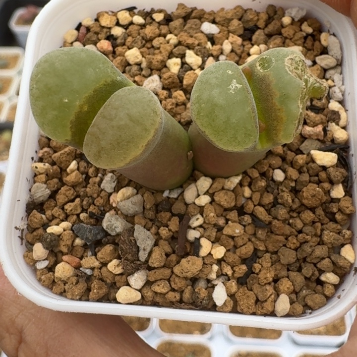 4***7多肉~.................007...