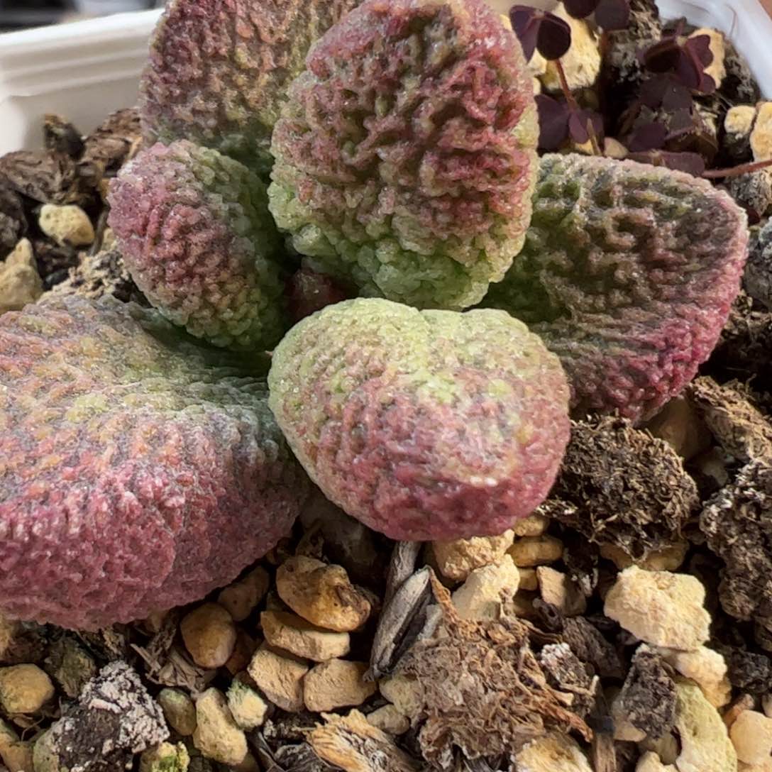 023-1151实生新品多肉植物水泡