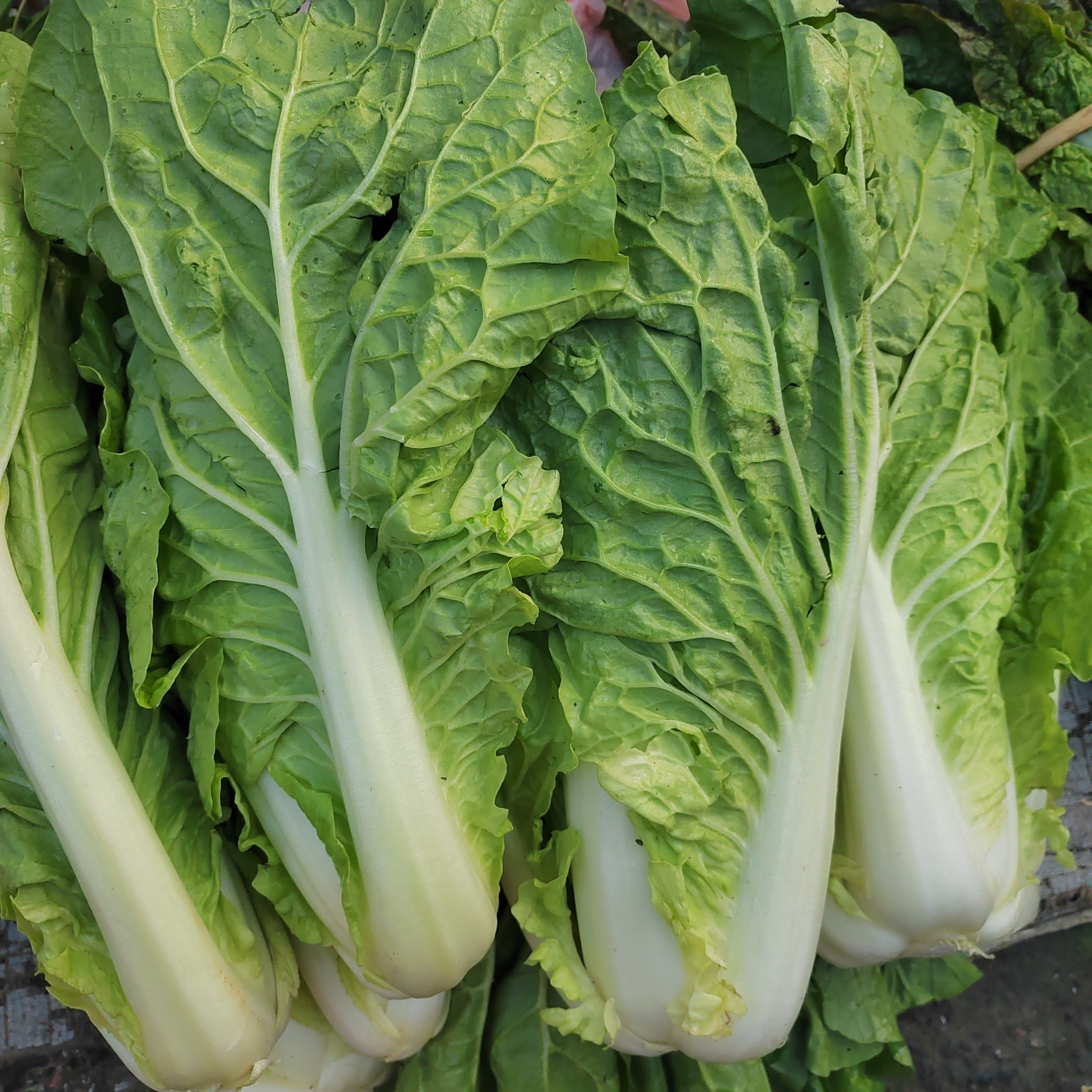 白菜新鲜现采现发