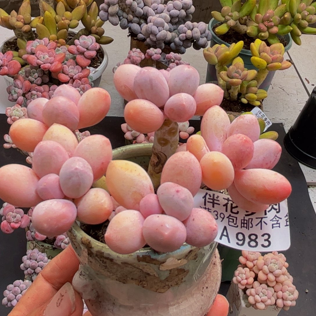 983香水手指8cm多肉植物