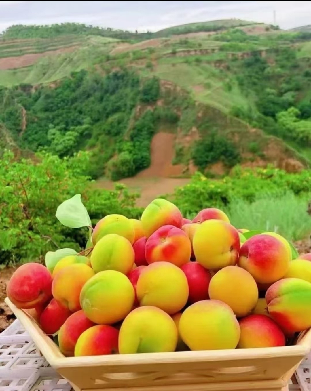陕北米脂头茬新鲜红梅杏酸甜可口当季孕妇水果甜核杏子