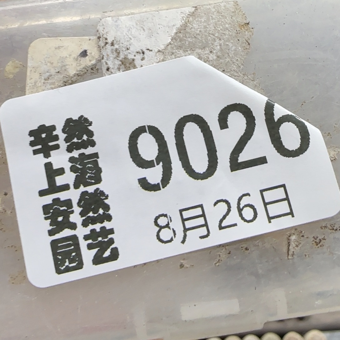 葡****8.26。  毛饼。  9026