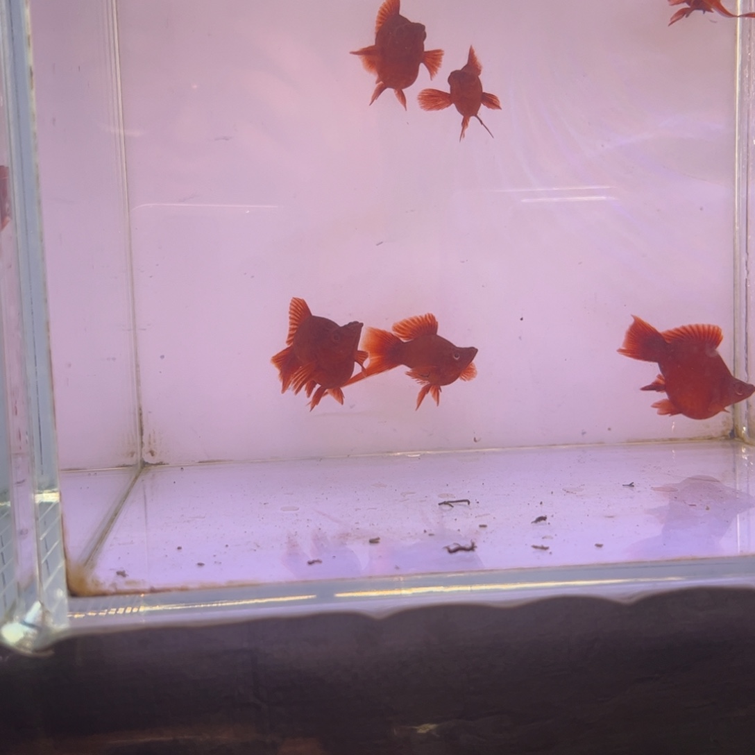 慕***8红剑鱼平鳍红箭球