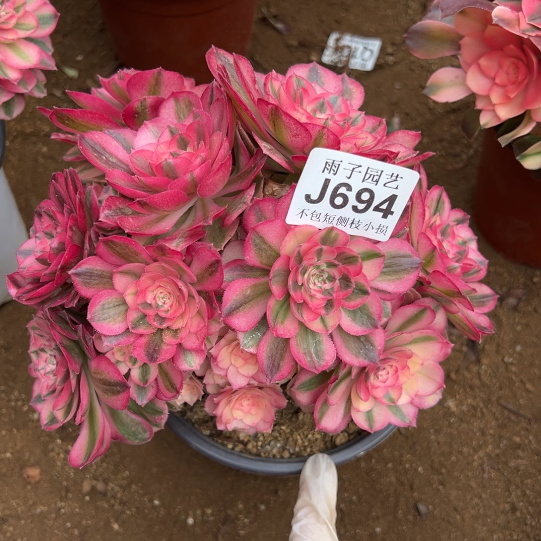 694倾城尺寸20左右