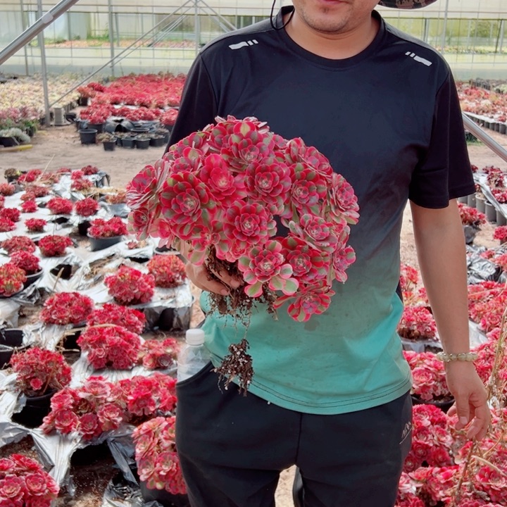 二次掐心多肉法师