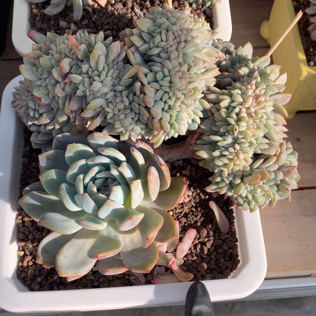 橙子缀22公分老桩