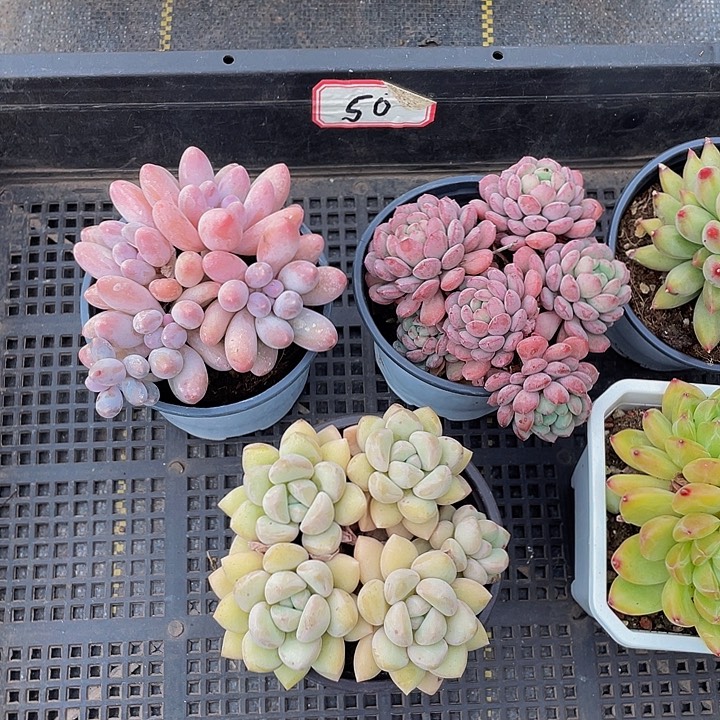 阿***咔50号了带盆土发货