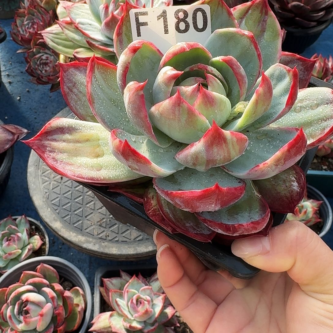 惊鸿惊鸿惊鸿 180..........