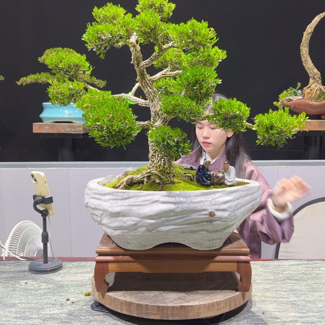 四季常青老桩黄杨盆景