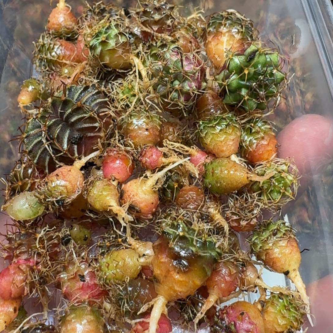 米哈实生自然锦练手球50颗左右195