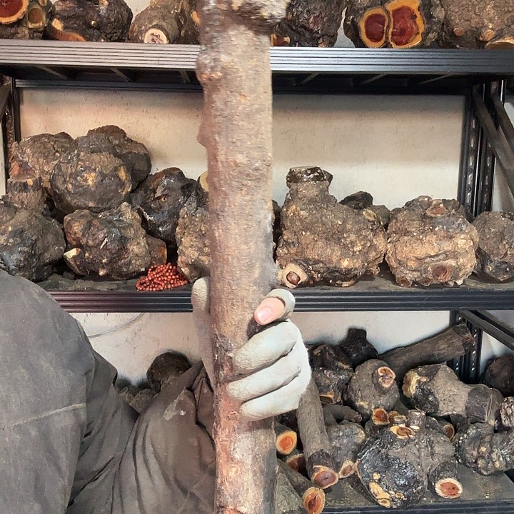 姑***龙香榧木火琉璃的故事是一个人的