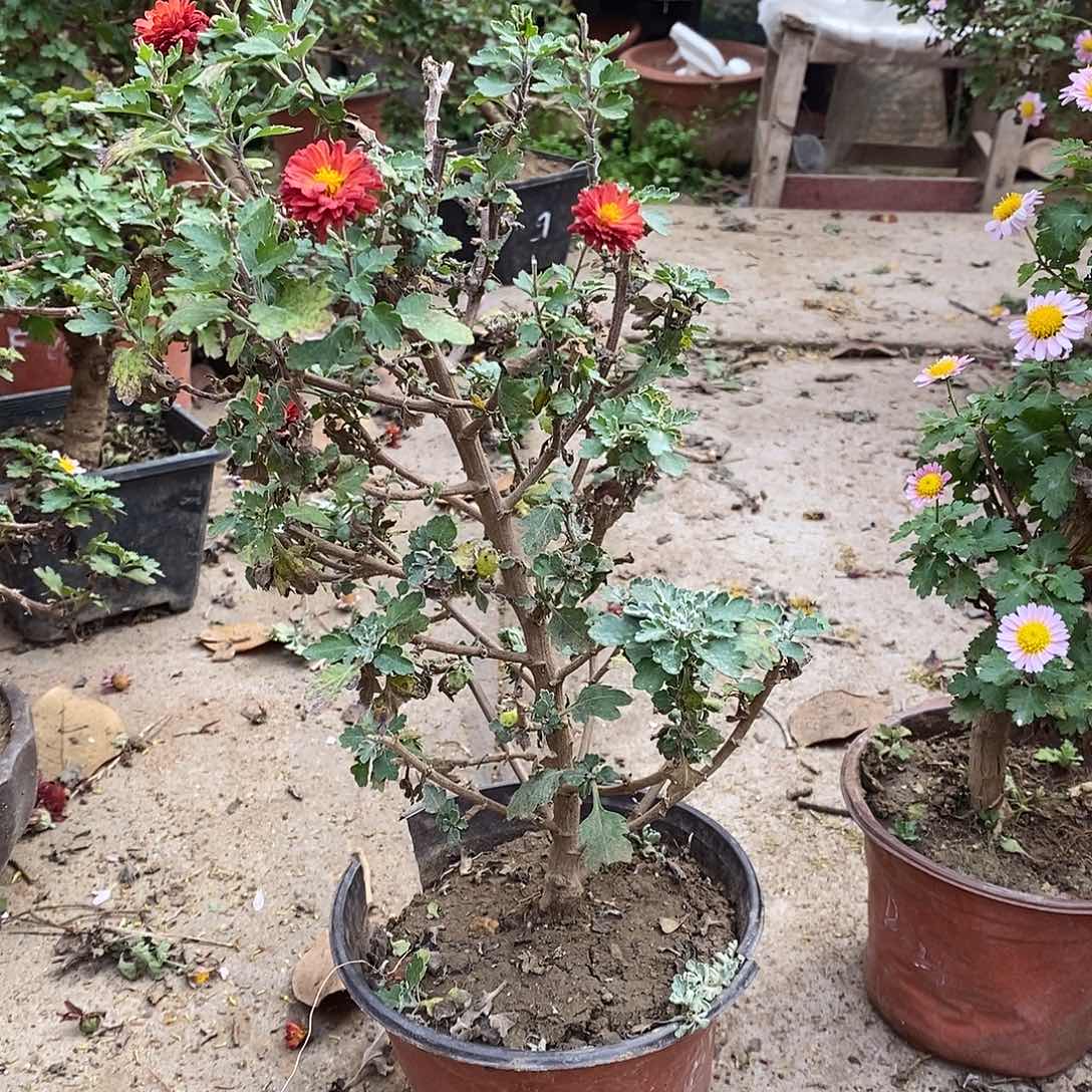 挽***风完全开放菊花菊花开封红