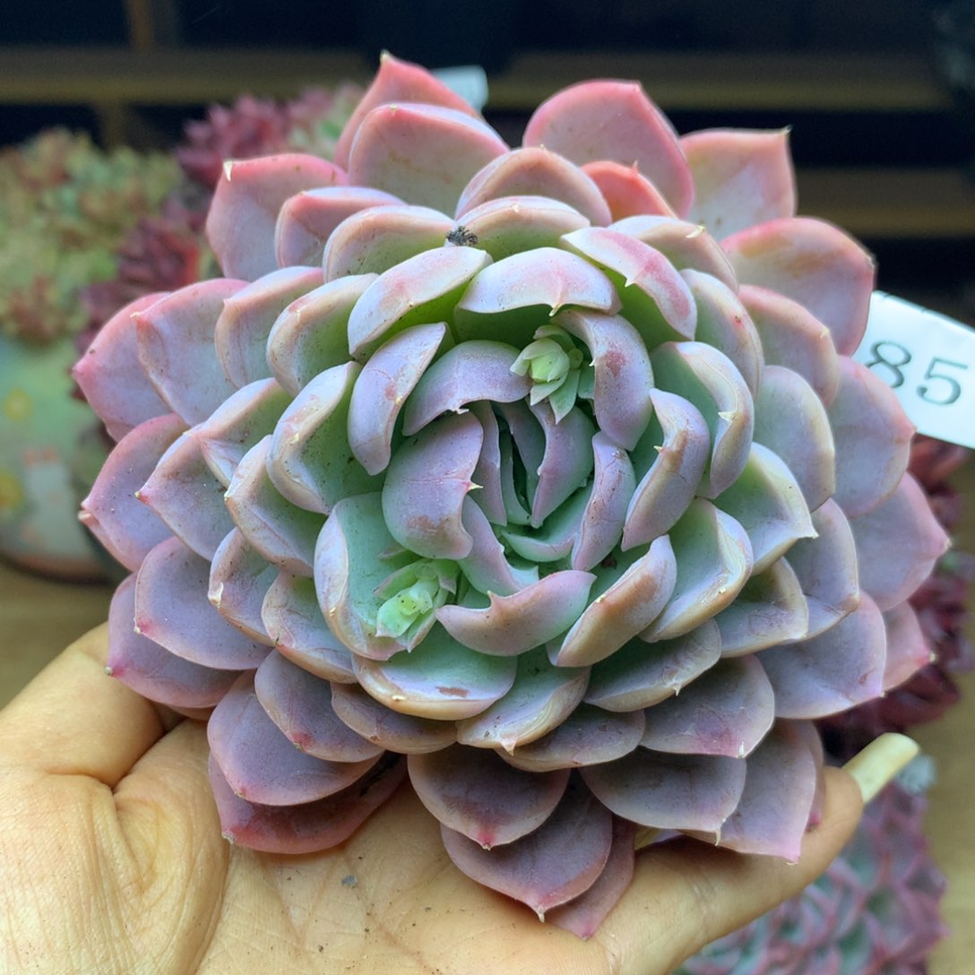 1857杂交多肉植物基地11冠