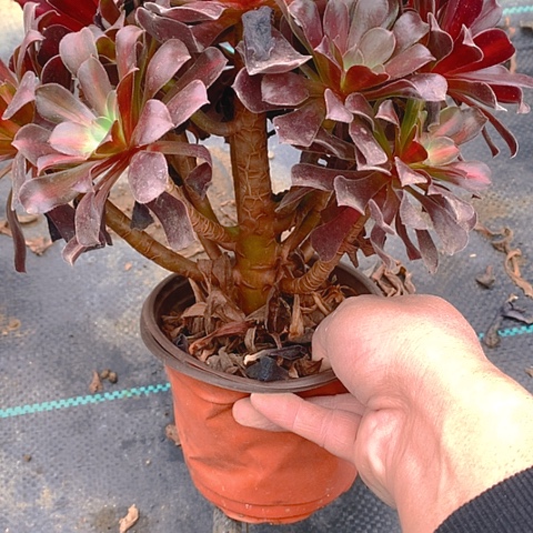 709花纳多肉植物