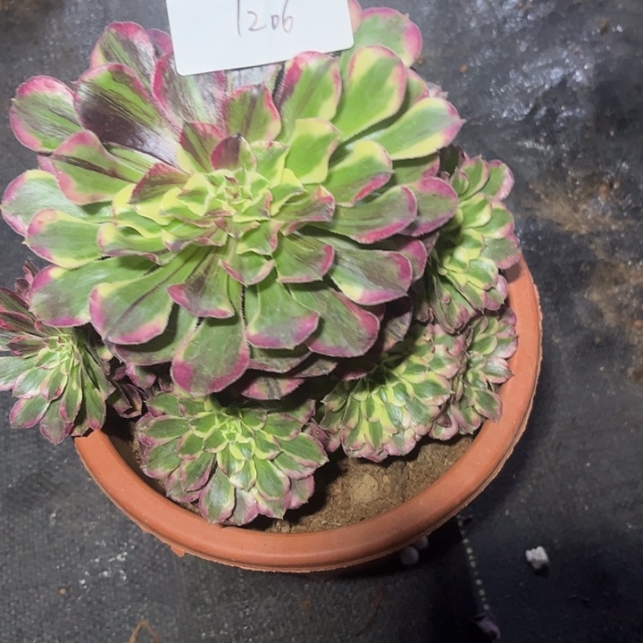 同花顺多肉植物保护1206