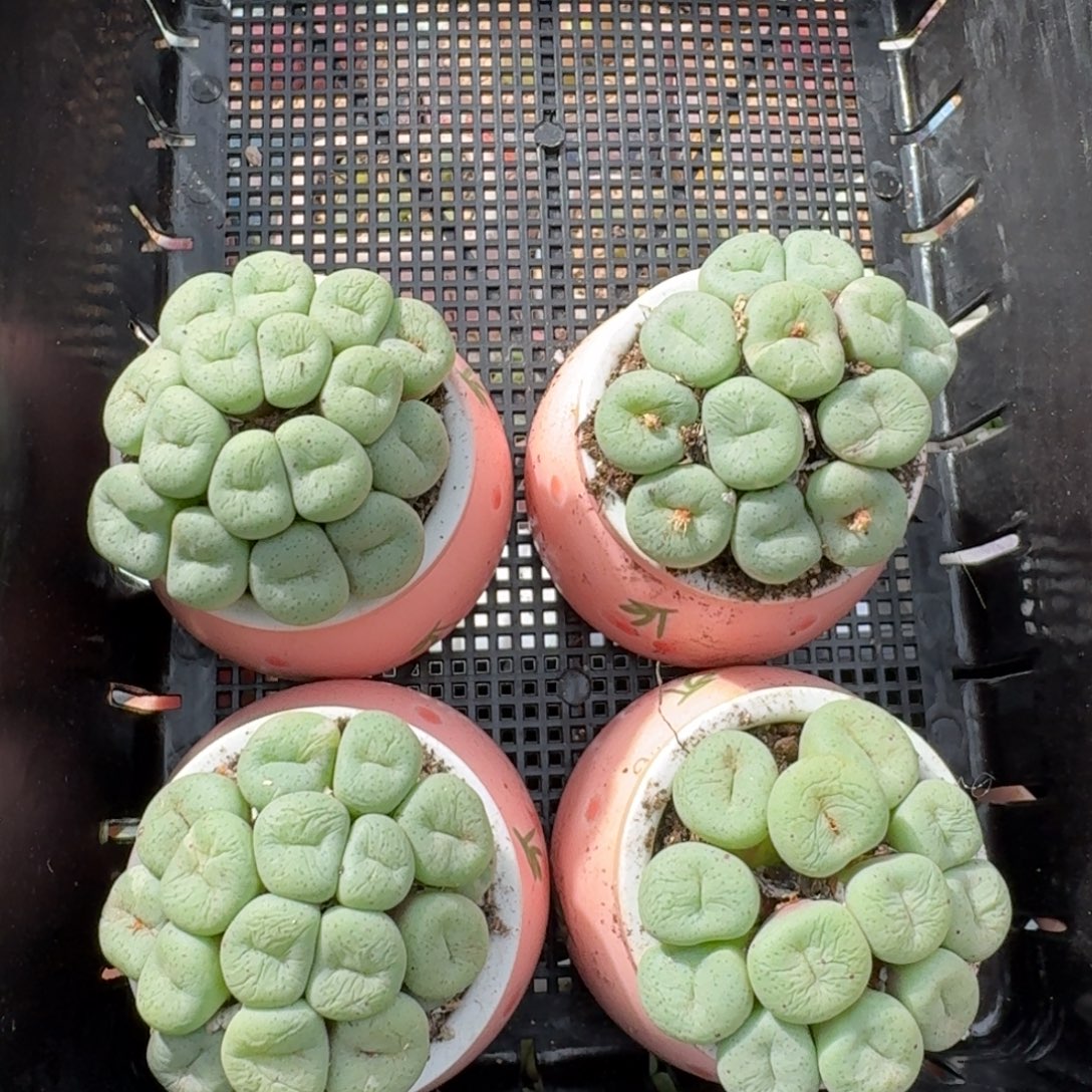 瓷盆大饼群福利一颗