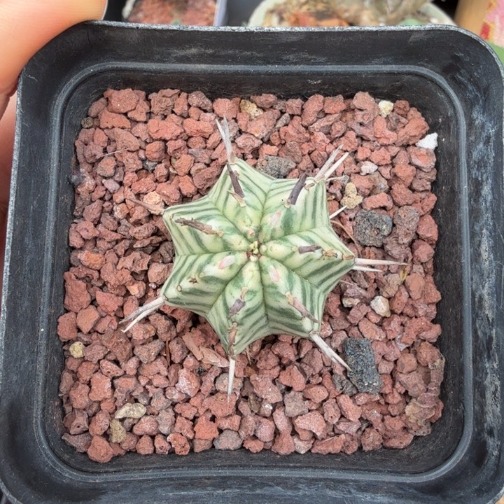 斑马大㦸（满28包邮）