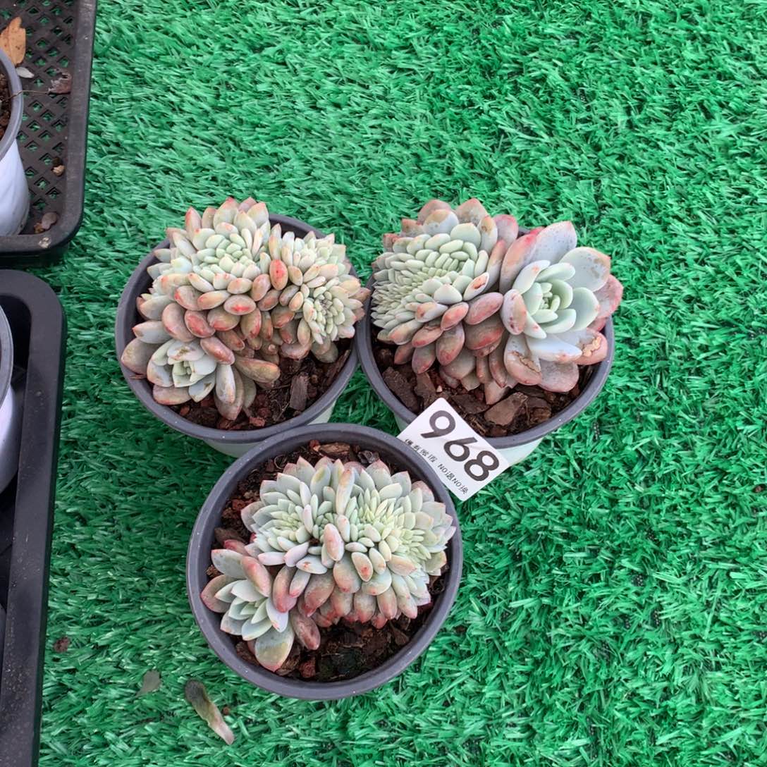 968橙子缀多肉植物