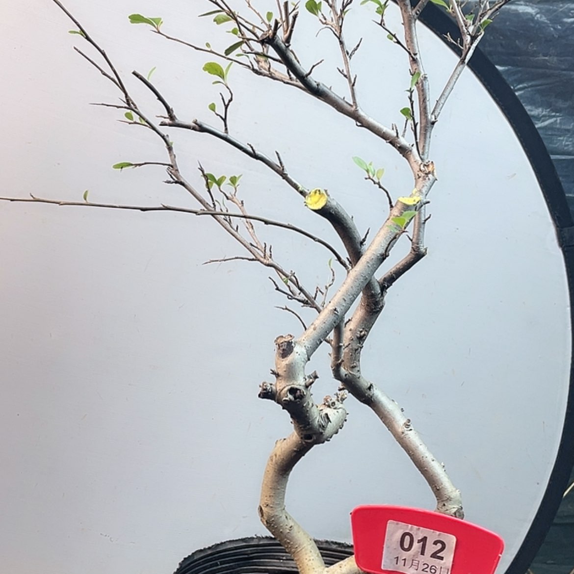 【闪购商品】无花朵展***1012