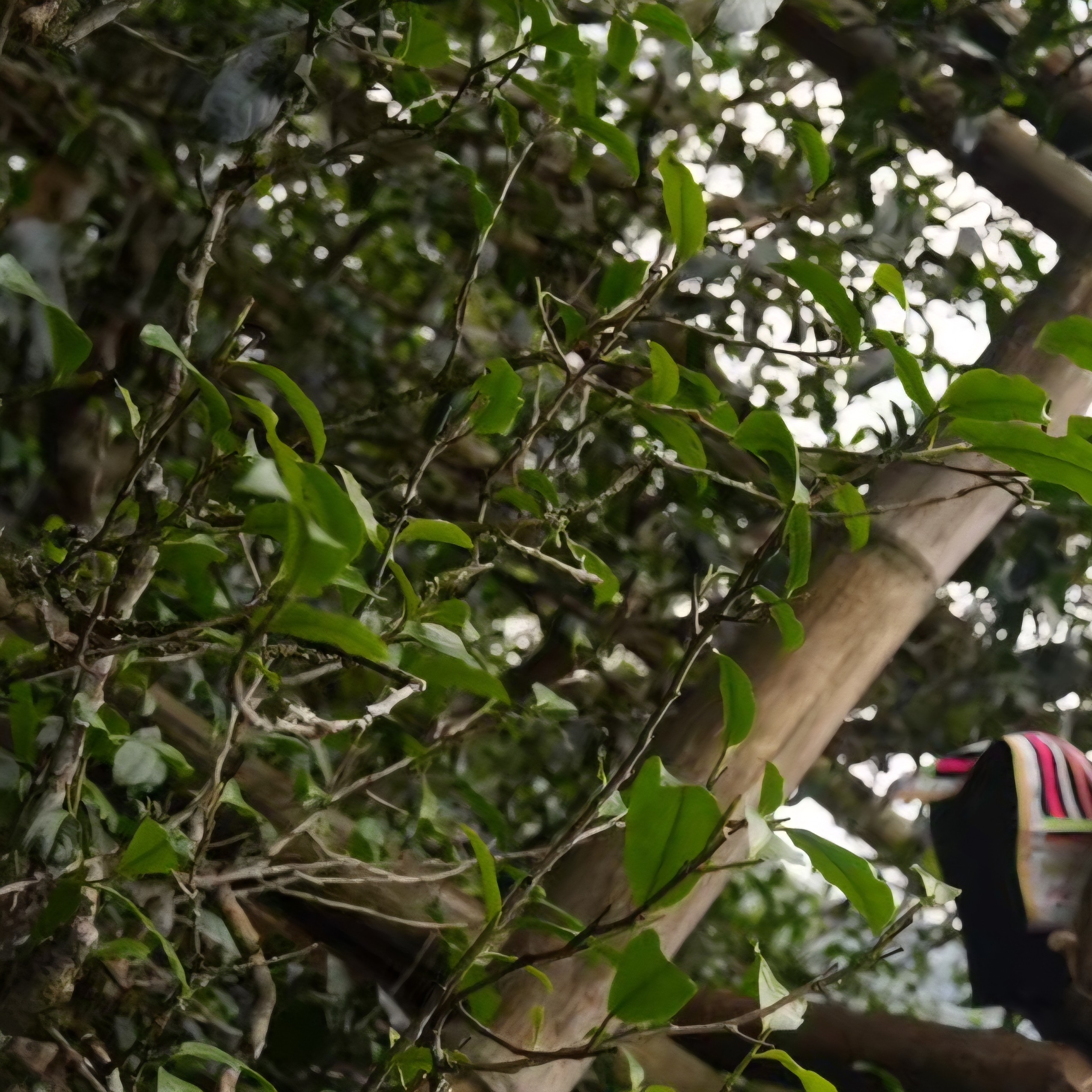 勐库东半山大树（龙珠）