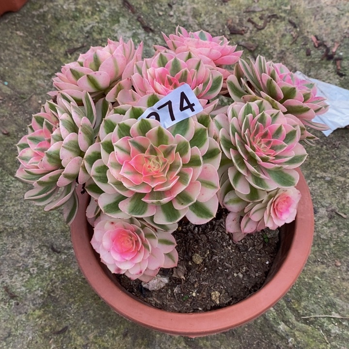 ?****倾城多肉植物974