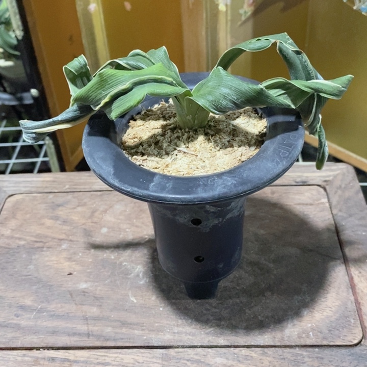 无花朵hgghhghghhhhj