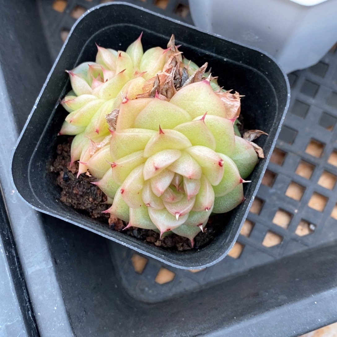 精品多肉一物一拍不包整208