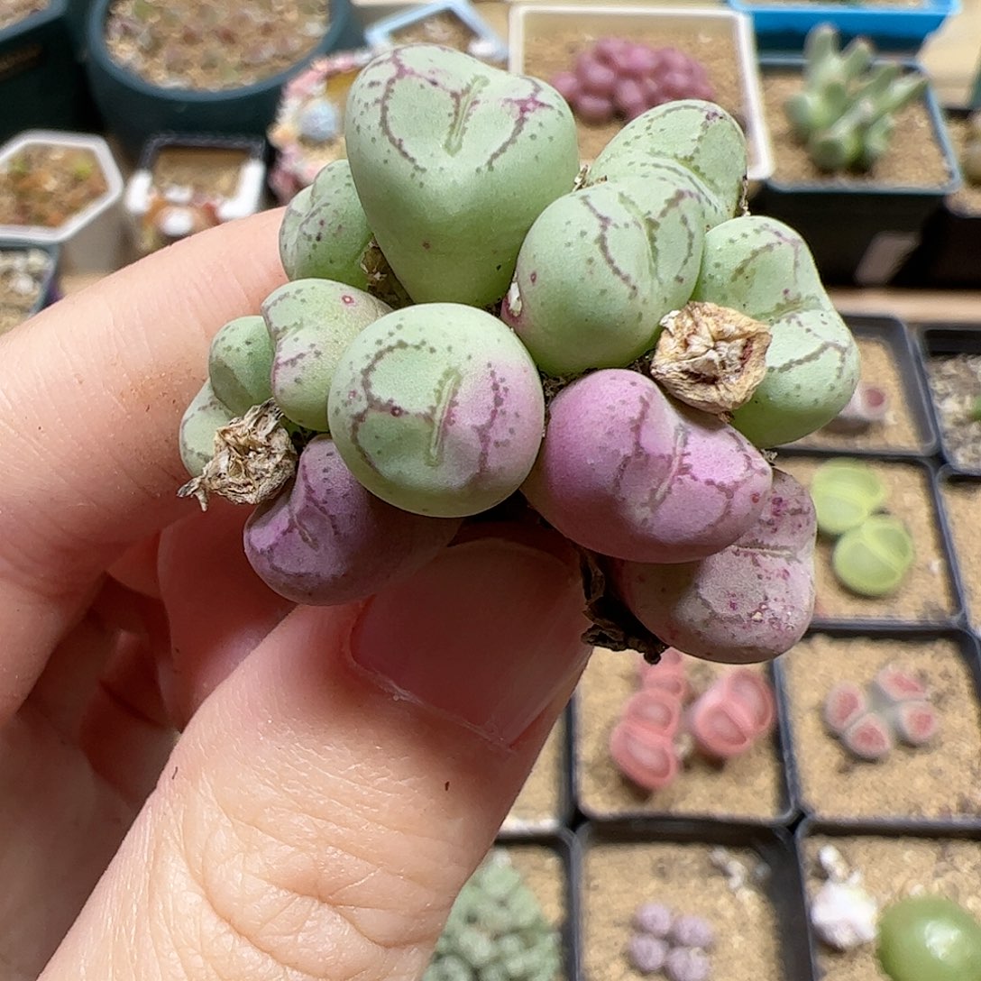 【闪购商品】160 秒