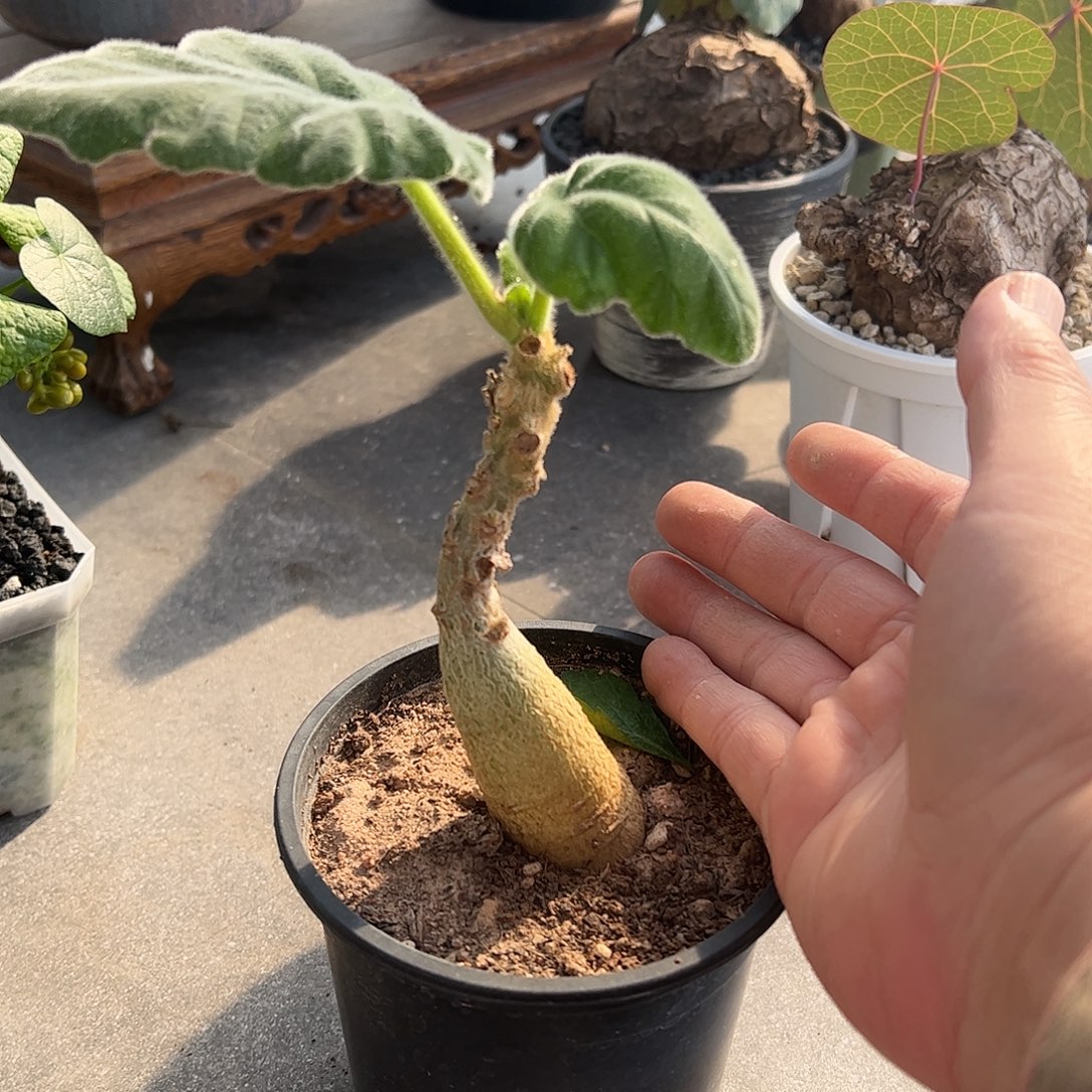 安卡丽娜66666688888