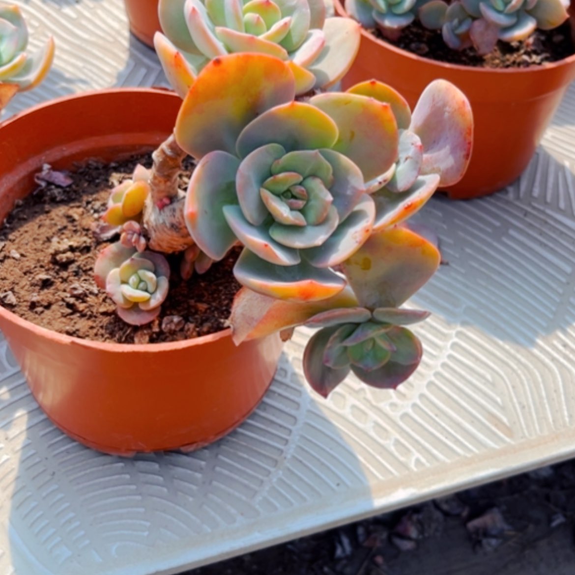 【闪购商品】亚*?白凤