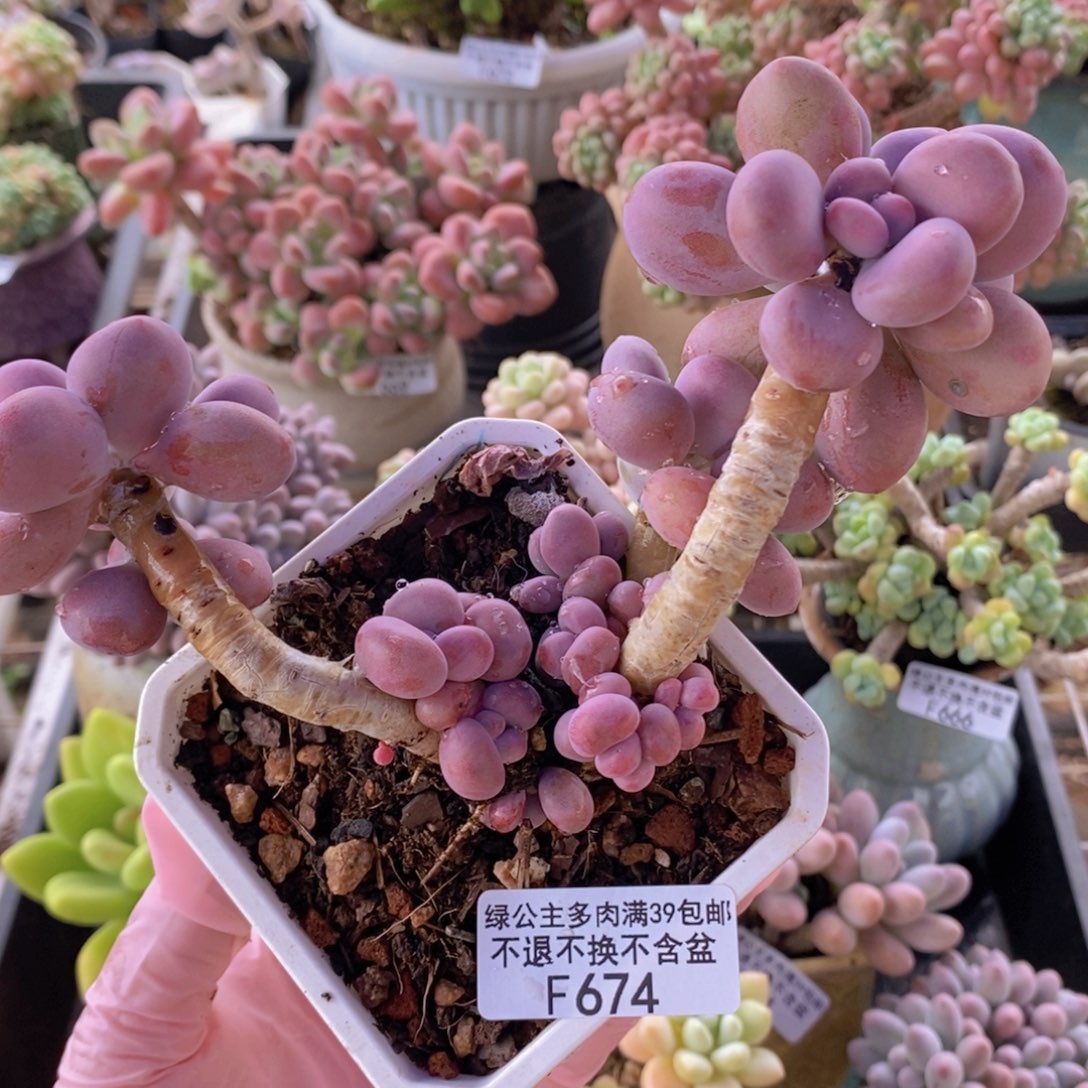 腰子桃蛋老桩674多肉植物