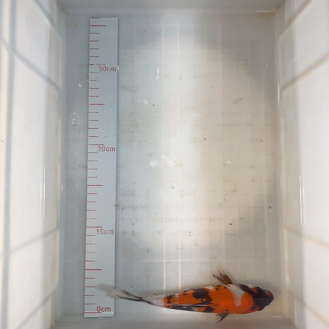 锦鲤蒙娜丽莎昭和