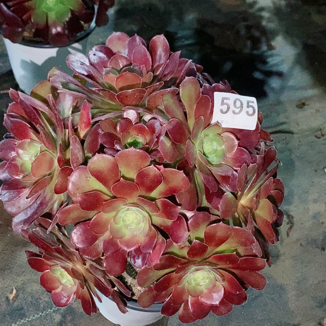 荷兰玫瑰595多肉1111