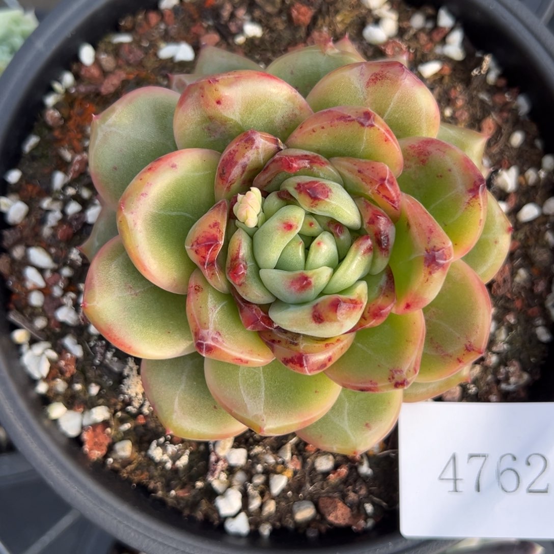 宝**静4762肉肉肉肉肉肉肉肉