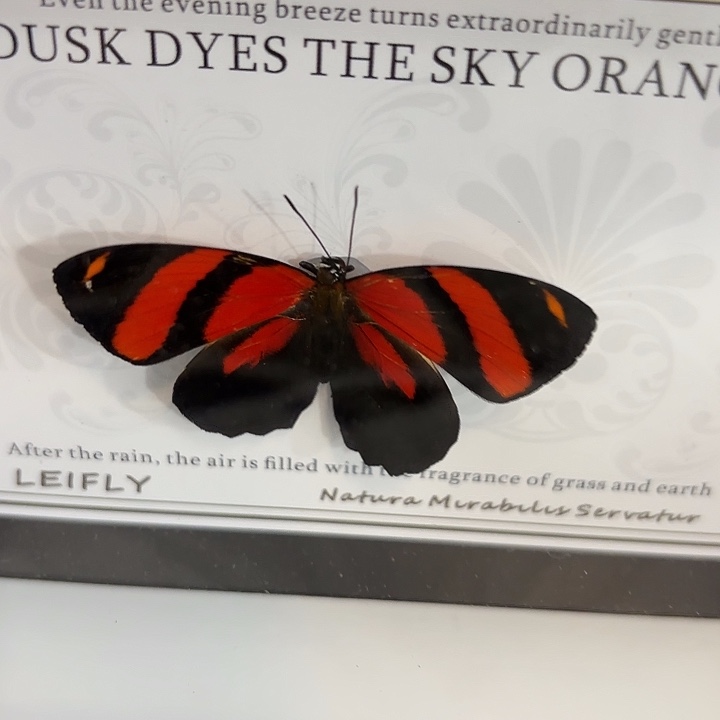 O***a蝴蝶标本定制528@